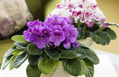 Plantas para decorar los rincones de tu casa ?