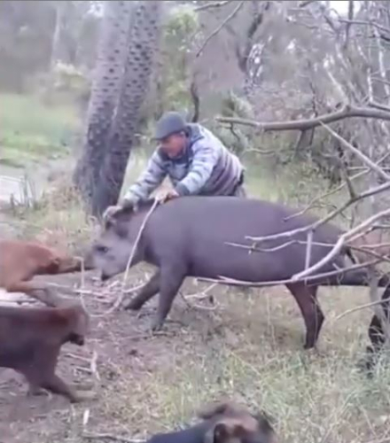 tapir caza 1.JPG