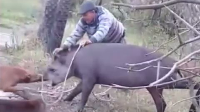 ¿Quién mató al tapir?