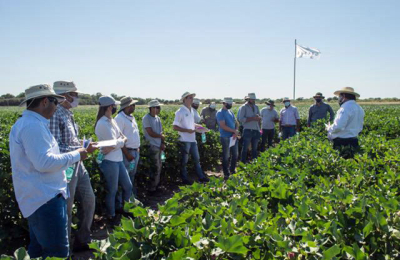Dos empresas del agro encaran inversión en tecnologías de punta para el algodón.