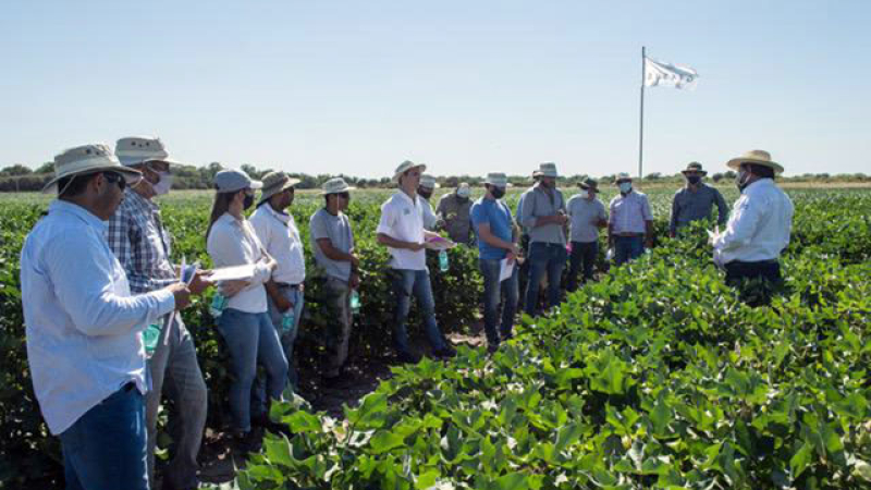 Dos empresas del agro encaran inversión en tecnologías de punta para el algodón.