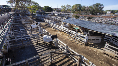 La Mesa de Enlace decidió seguir con el paro de comercialización de carne