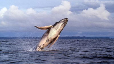 Una ballena se tragó un hombre y lo escupió vivo