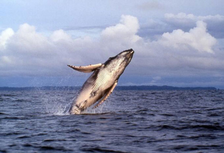 ballena_1_0.jpg