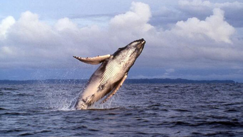 Una ballena se tragó un hombre y lo escupió vivo