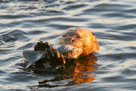 nutria9.jpg