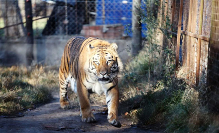 tigre.jpg