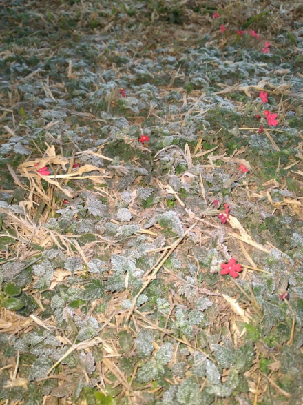 pampa2.jpg