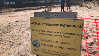 Neuquén: hallan nidales de dinosaurios en la Universidad del Comahue