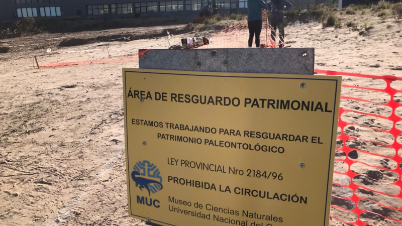 Neuquén: hallan nidales de dinosaurios en la Universidad del Comahue
