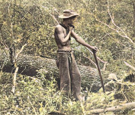Hachero Joven .jpg