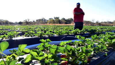 La cosecha de frutillas está en marcha en Tres Horquetas