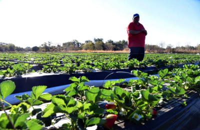 La cosecha de frutillas está en marcha en Tres Horquetas