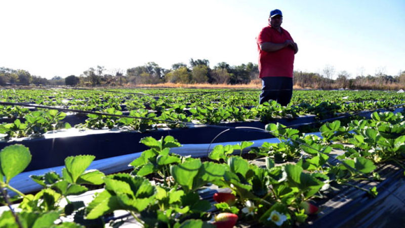 La cosecha de frutillas está en marcha en Tres Horquetas
