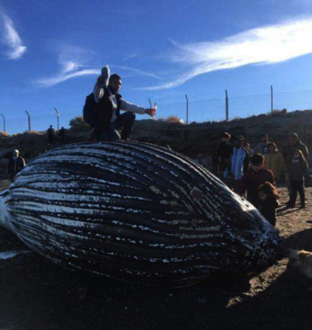 ballena-2png.jpg