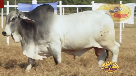 Atomo-Brahman.jpg
