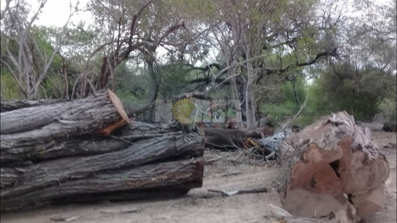 Productor denunció que extraños talaron algarrobos de su terreno