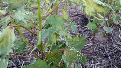 Productores algodoneros en alerta con la aprobación de la soja resistente al 2.4D
