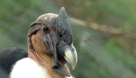 condor.jpg