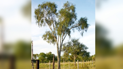 Estudian incidencia de cambio climático en áreas de distribución del quebracho blanco