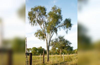 Estudian incidencia de cambio climático en áreas de distribución del quebracho blanco