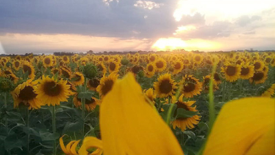 Seguro multirriesgo: 24.000 hectáreas de girasol de pequeños productores ya tienen cobertura