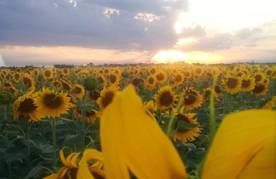 Seguro multirriesgo: 24.000 hectáreas de girasol de pequeños productores ya tienen cobertura