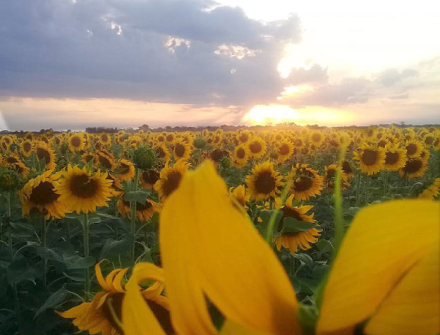 girasol.jpg