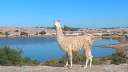 Guanaco Sombriana.jpg