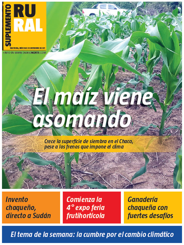 El maíz viene asomando