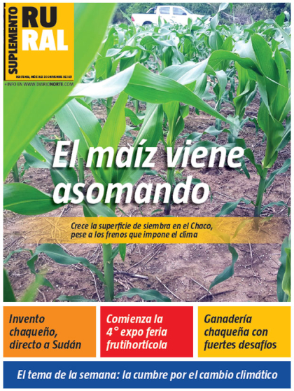 El maíz viene asomando
