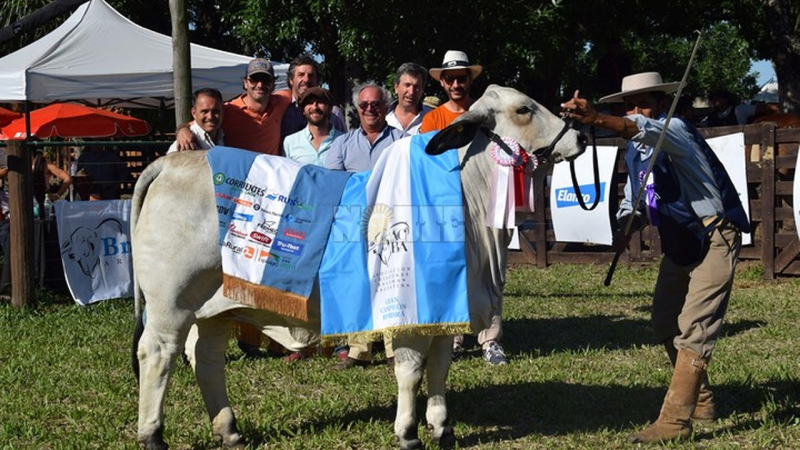 Fuerte impulso al desarrollo de la raza Brahman en el norte argentino