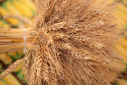 wheat prices2.jpg