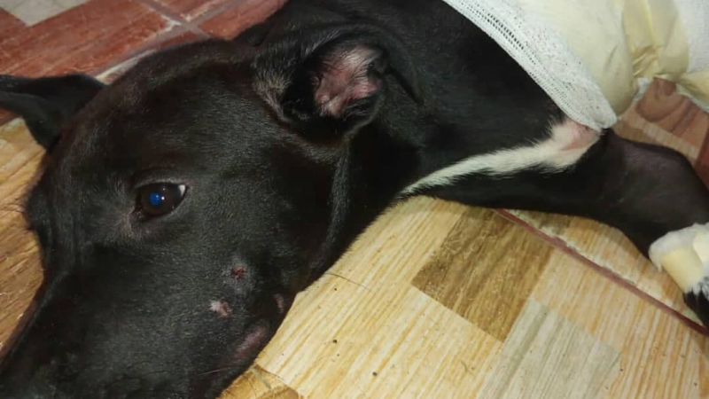 Camilo fue atacado por un pitbull y piden ayuda para operarlo