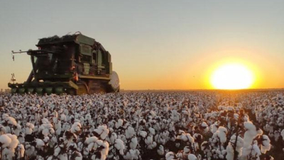 El desafío de fortalecer la cadena desde la semilla
