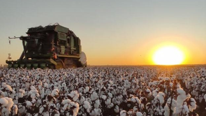 El desafío de fortalecer la cadena desde la semilla