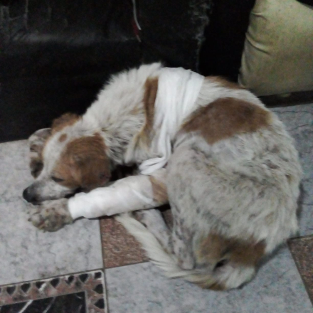 perrito Tomy.jfif