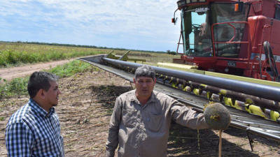 El Chaco otra vez es primicia nacional de girasol