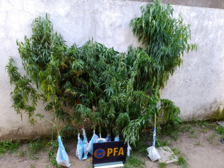 pfa1.jpg