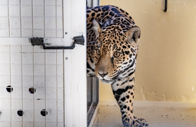 Malú, la yaguareté uruguaya será madre de más cachorros en el Parque Iberá