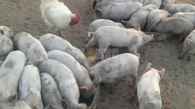 Por el calor extremo se mueren crías recién nacidas