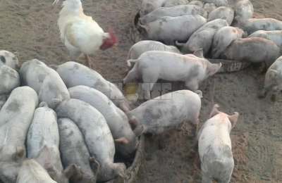 Por el calor extremo se mueren crías recién nacidas