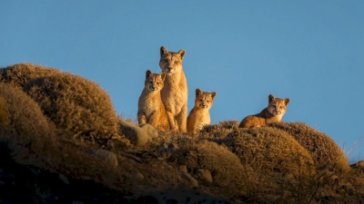 Resilvestración, la novedosa herramienta que recupera la fauna autócnona en la estepa santacruceña