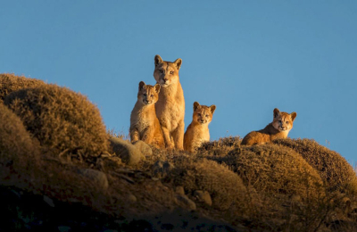 Resilvestración, la novedosa herramienta que recupera la fauna autócnona en la estepa santacruceña