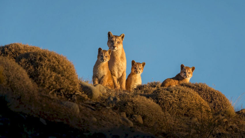 Resilvestración, la novedosa herramienta que recupera la fauna autócnona en la estepa santacruceña