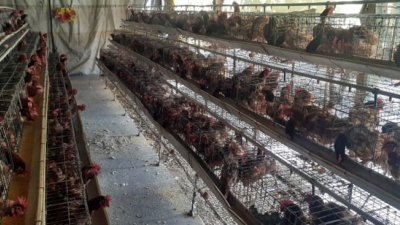 Producir huevos de campo, en medio de los vaivenes del precio de los insumos