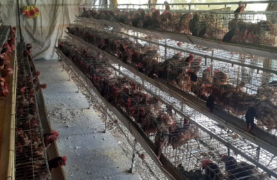 Producir huevos de campo, en medio de los vaivenes del precio de los insumos
