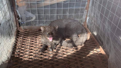 Rescataron a un gato moro que atacó a un trabajador