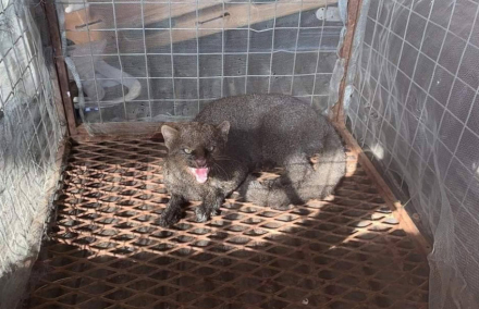 gato-moro.jpeg