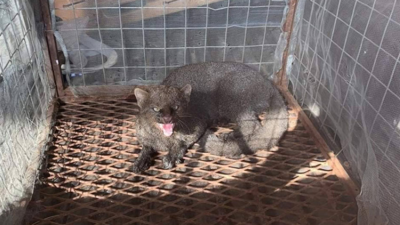 Rescataron a un gato moro que atacó a un trabajador